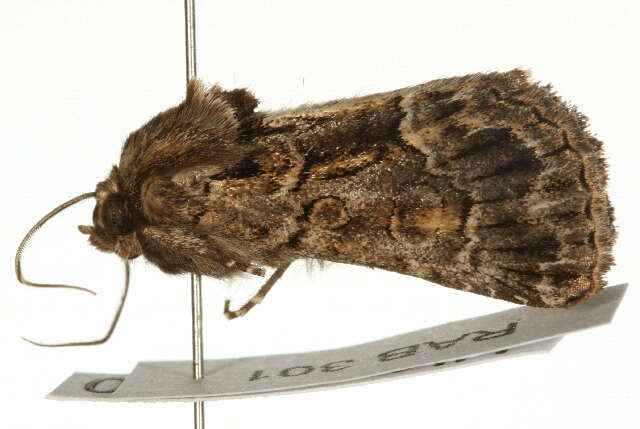 Image of straw underwing