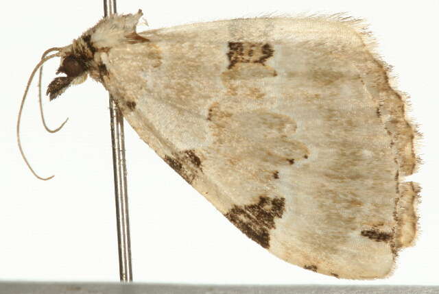 Colostygia pectinataria Knoch 1781 resmi