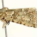 Image of <i>Nyctobrya muralis</i>