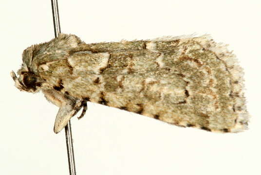 Image of <i>Nyctobrya muralis</i>