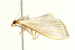 Image of Palpita vitrealis Rossi 1794