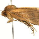 Image of <i>Lenisa geminipuncta</i>