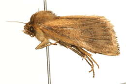 Image of <i>Lenisa geminipuncta</i>