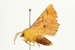 Image of <i>Ennomos alniaria</i>