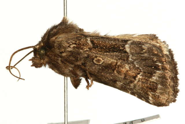 Image of straw underwing