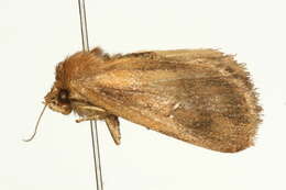 Image of <i>Lenisa geminipuncta</i>