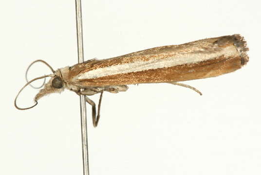 صورة <i>Agriphila latistria</i>