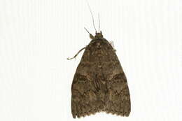 Image of red underwing