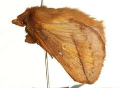Image of Lasiocampoidea