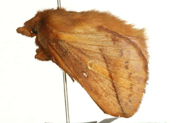Image of Lasiocampoidea