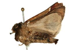 Image of Clostera curtula Linnaeus 1758