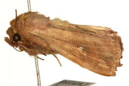 Image of Mythimna ferrago