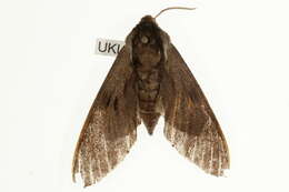 Image of Pine hawkmoth