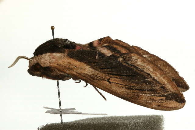 Image of privet hawk-moth