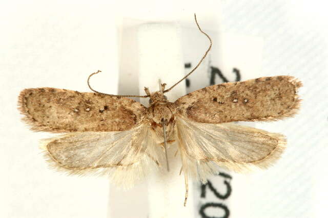 Image of Agonopterix heracliana Linnaeus 1758