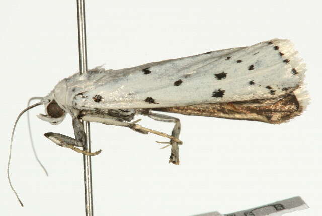 Image of Thistle Ermine