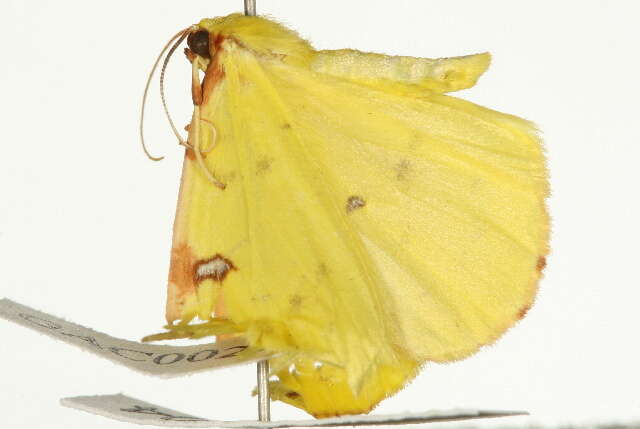 Image of brimstone moth