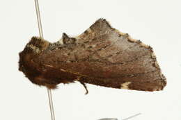 Image of Scarce Prominent