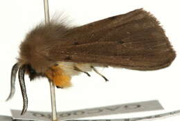 Image of muslin moth
