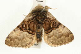 Image of nut-tree tussock