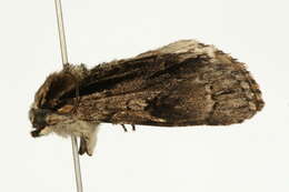 Acronicta alni Linnaeus 1767 resmi