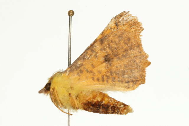 Image of <i>Ennomos alniaria</i>