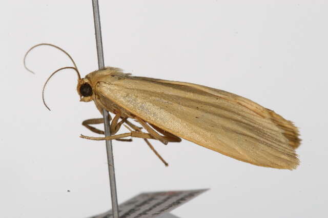 Image of dingy footman