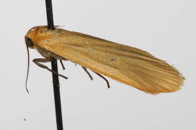 Image of orange footman