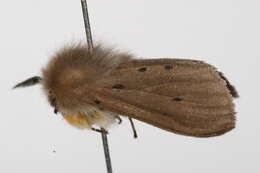 Image of muslin moth