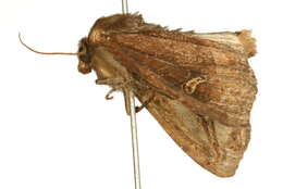 Image of <i>Helotropha leucostigma</i>