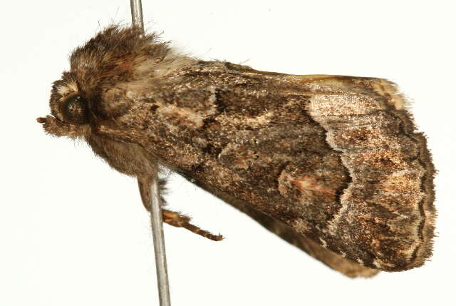 Image of straw underwing