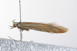 Image de <i>Coleophora lineolea</i>