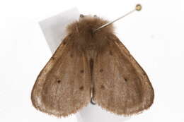 Image of muslin moth