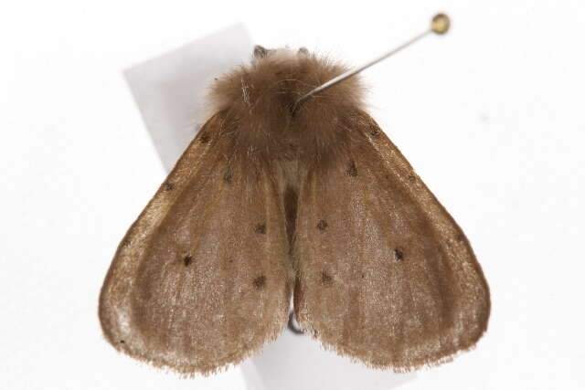 Image of muslin moth