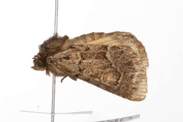 Image of straw underwing