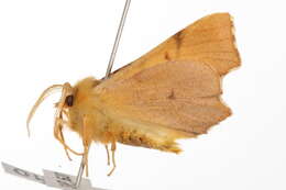 Image of <i>Ennomos erosaria</i>