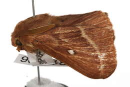 Image of grass eggar