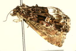 Image of Deltote pygarga