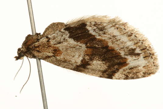 Image of Barred tooth-striped moth