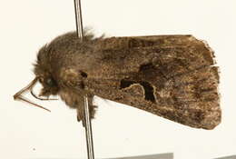 Orthosia gothica Linnaeus 1758 resmi