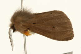 Image of muslin moth