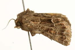 Image of straw underwing