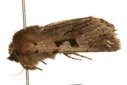 Orthosia gothica Linnaeus 1758 resmi