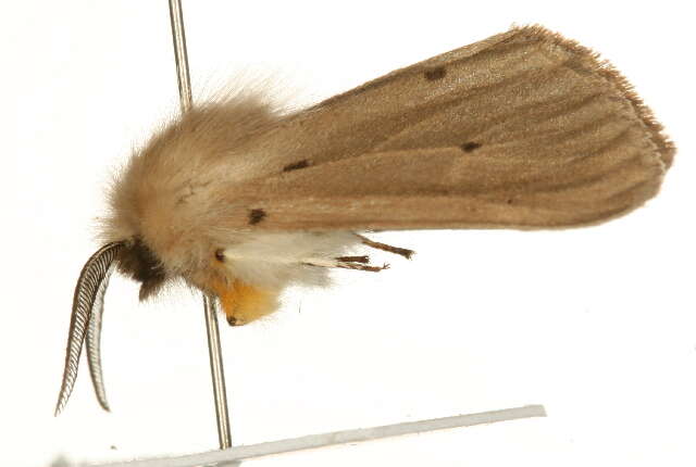 Image of muslin moth