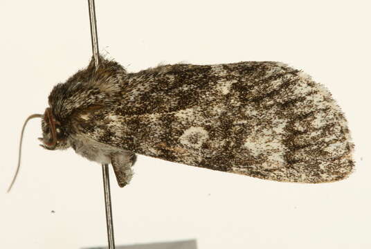 <i>Subacronicta megacephala</i> resmi