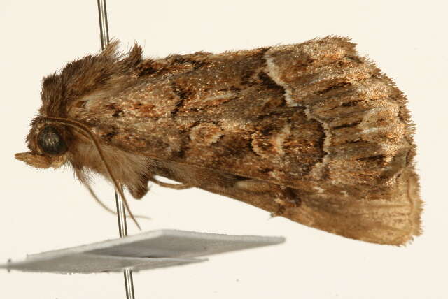 Image of straw underwing