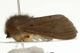 Image of muslin moth