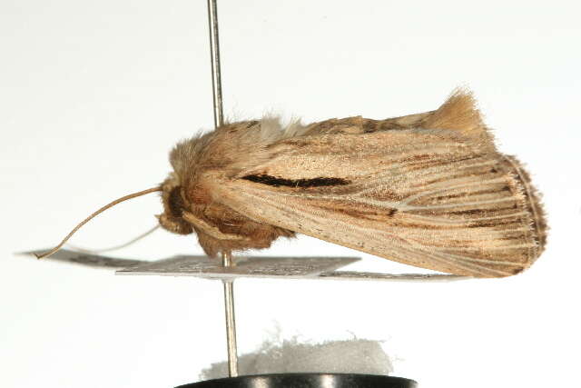 Image of shoulder-striped wainscot