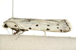 Image of Thistle Ermine