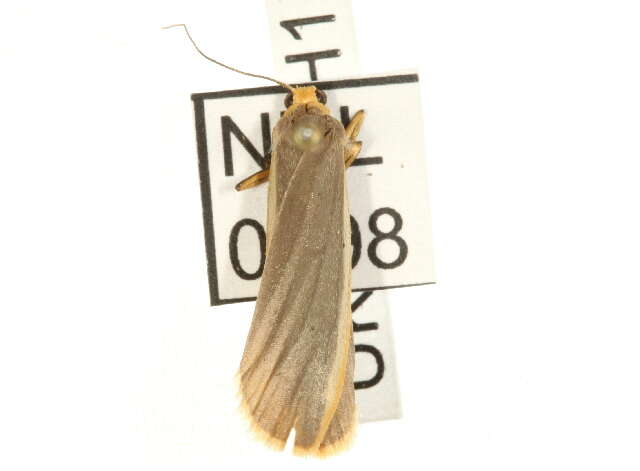 Image of common footman